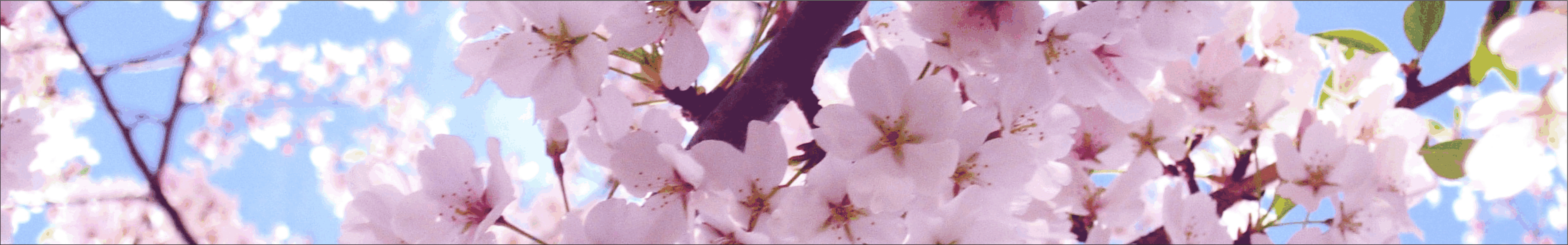 Stritly Static JDM Blossom Sunstrip