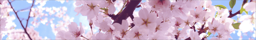 Stritly Static JDM Blossom Sunstrip