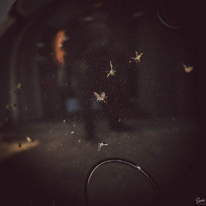 SAMS DETAILING INSECT REMOVER - The Drivers HQ